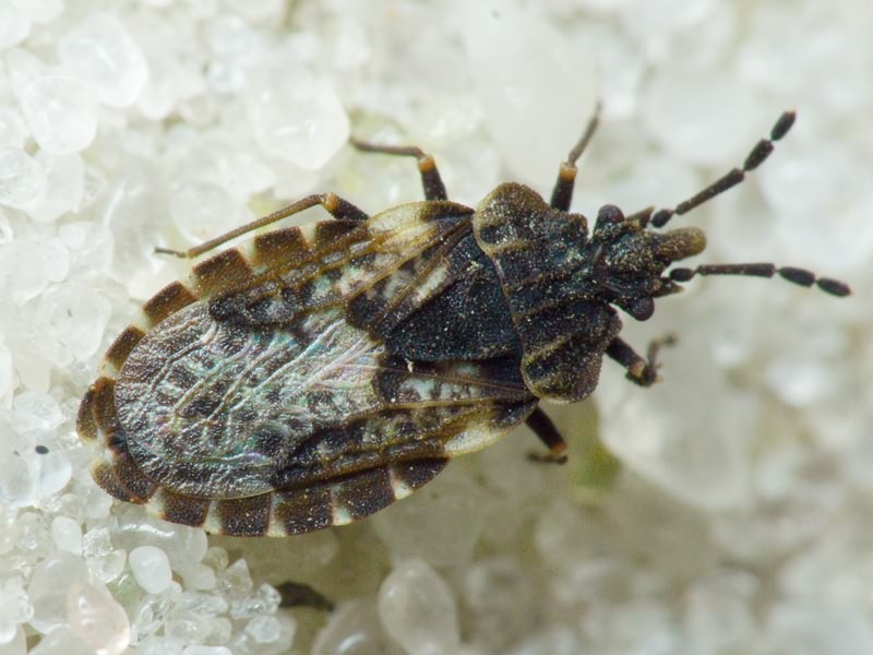 Aradus bimaculatus Reuter, 1872